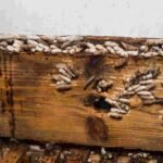 woodworm-treatment-services-in-London
