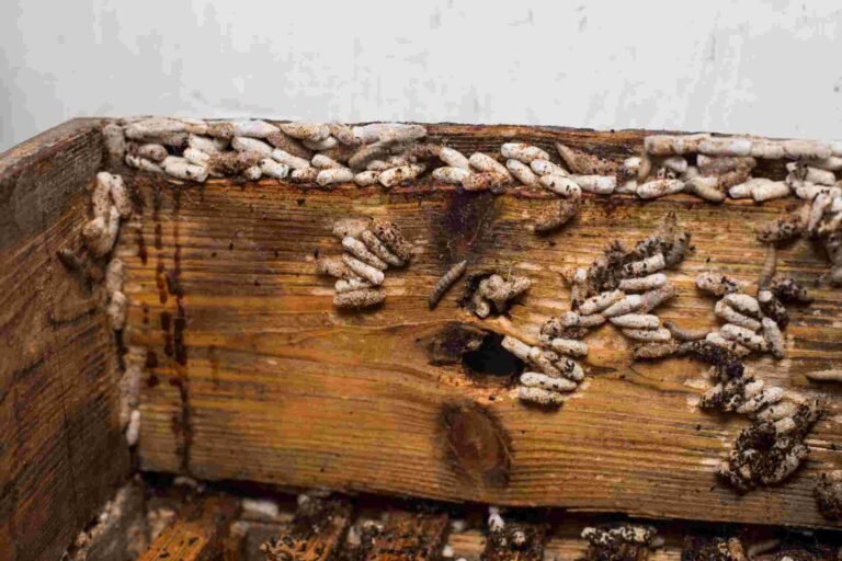 woodworm-treatment-services-in-London